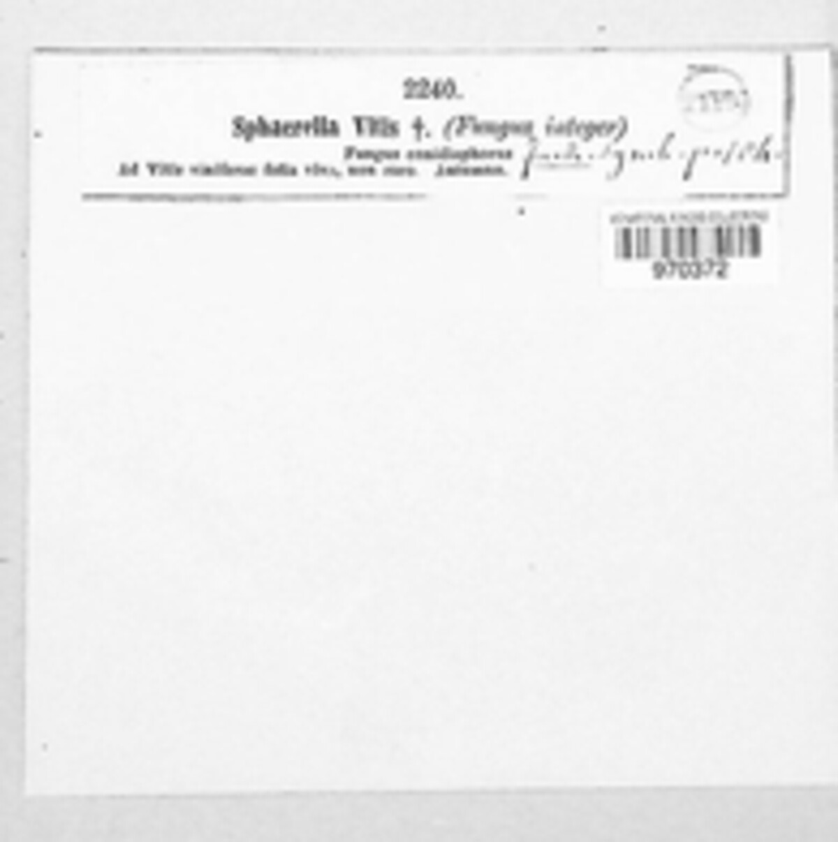 Sphaerella vitis image